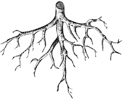 Coloring Picture Of Roots (400x400)