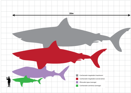Megalodon With The Whale Shark - Whale Shark Size Comparison (440x311)
