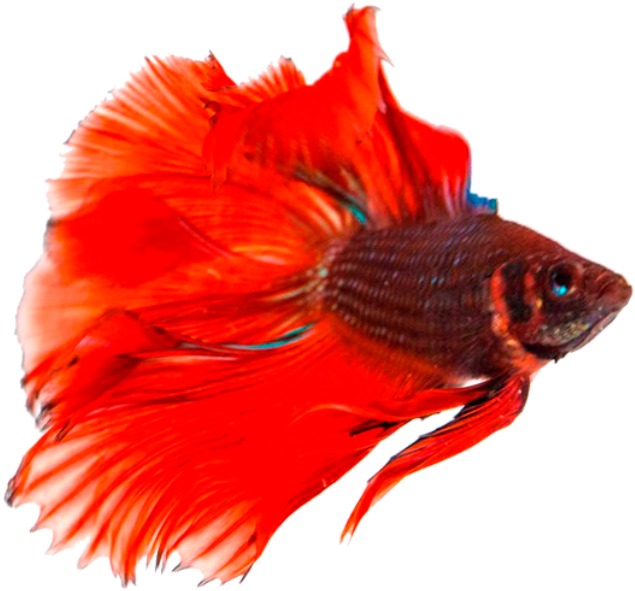 Betta Transparent Background - Transparent Background Fish Png (723x606)
