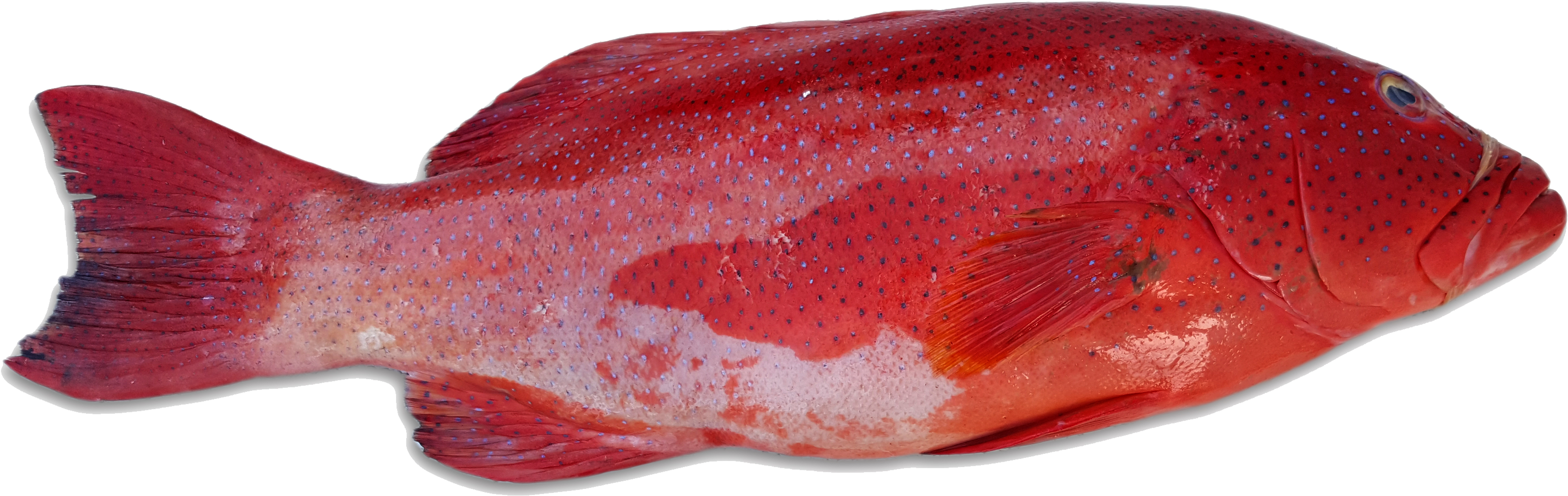 The Latest Varieties Of Tropical Indonesian Fish Landing, - Grouper (3508x1330)