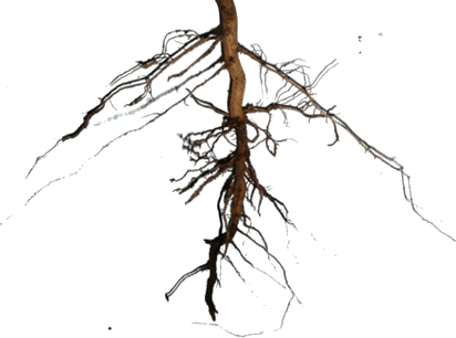Plant Part Which Attracts Insects And Birds To It Choice - Types Of Roots (412x306)
