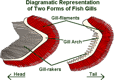 The Earth Life Web Fish Gills Respiration Rh Earthlife - Parts Of A Gill (415x313)