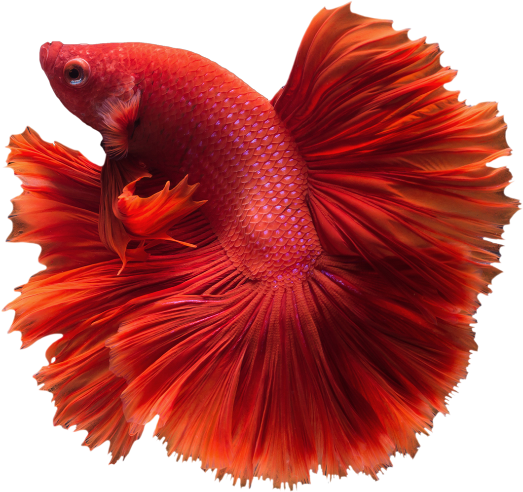 Betta Transparent Png - Betta Fish Png (1200x1200)