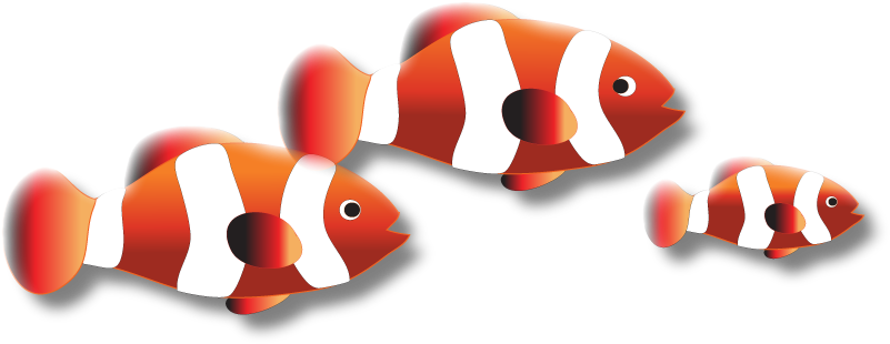 Triple Clown Fish - Coral Reef Fish (818x322)
