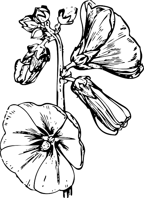 Hollyhock Outline, Drawing, Flower, Flowers, Plant, - Hollyhock Easy Drawing (467x640)
