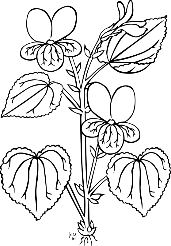 Ku Viola Glabella Clip Art - Parts Of Plants Outline (558x800)