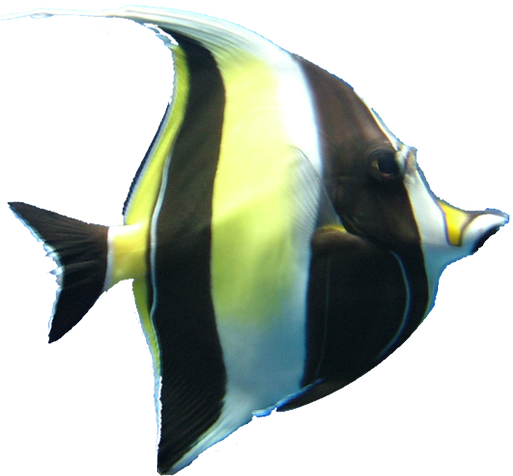 Coral Reef Aquarium - Coral Reef Fish No Background (512x512)