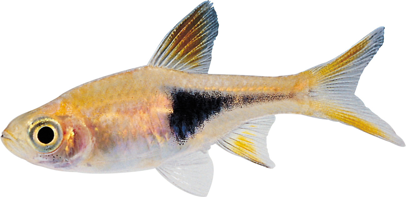 Sodium Chloride Is Table Salt - Small Fish Transparent Background (1440x807)