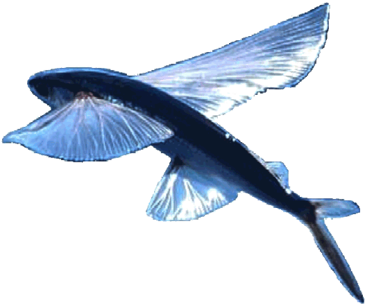 Flying Blue Fish Autonomous Robot Boats - Flying Fish On White Background (526x440)
