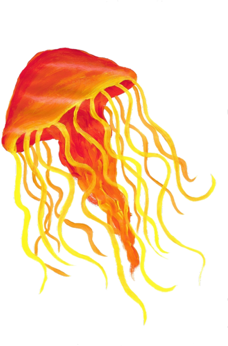 73 Best Princess Jellyfish Images - Jellyfish (500x688)