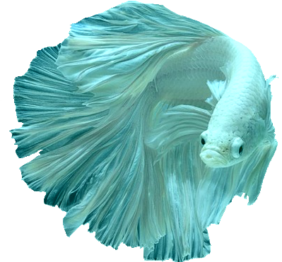 I-explore Ang Aquarium Fish, Goddesses, At Higit Pa - Tropical Fish With Transparent Background (500x434)