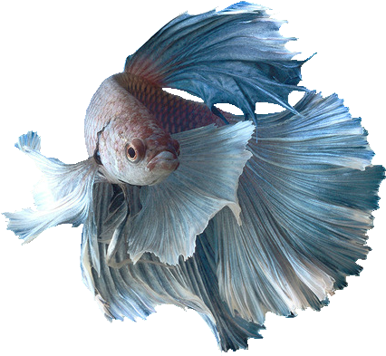Trans Par En T - Betta Fish (500x500)