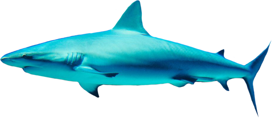 Shark Swimming Png Image - Shark Png (900x393)