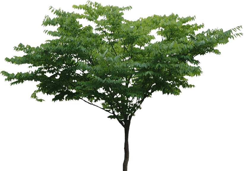 Rainforest Tree Png (822x577)