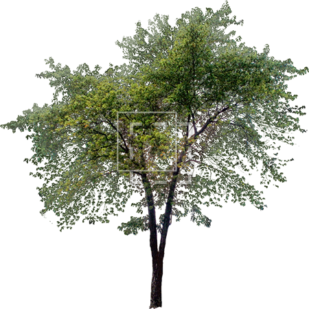 Tall Tree Png (450x450)