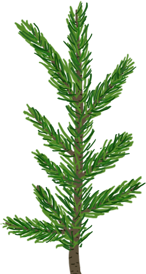 Árbol De Pino Abeto De La Hoja De La Rama - Pine Tree Leaf Texture (1024x1024)