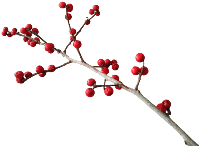 Navidad Rama Decoración - Pink Peppercorn (400x400)