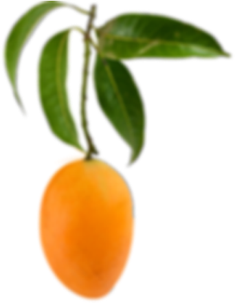Con - Rama De Mango (361x480)