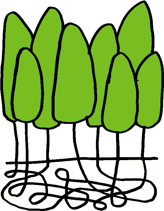 Pando Populus - Pando (800x734)