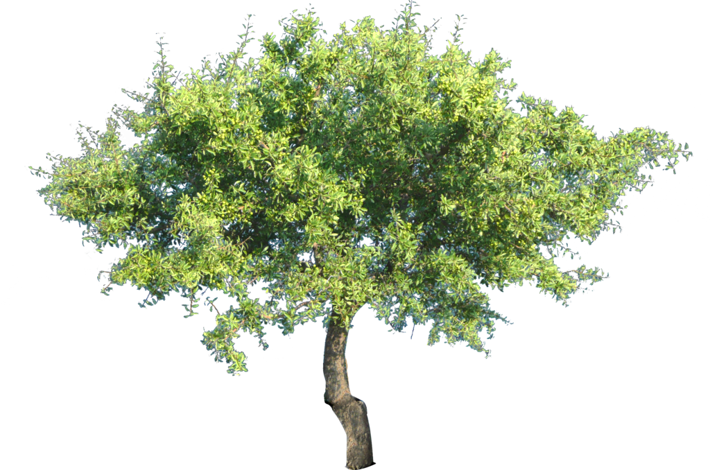 Png tree. Дерево на прозрачном фоне. Дерево без фона. Прозрачное дерево. Деревья на прозрачной основе.