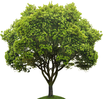 Now Hiring Arborists - Tree Png (418x401)