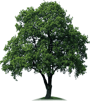 Plant A Tree - Al Khoory Inn Bur Dubai (363x407)