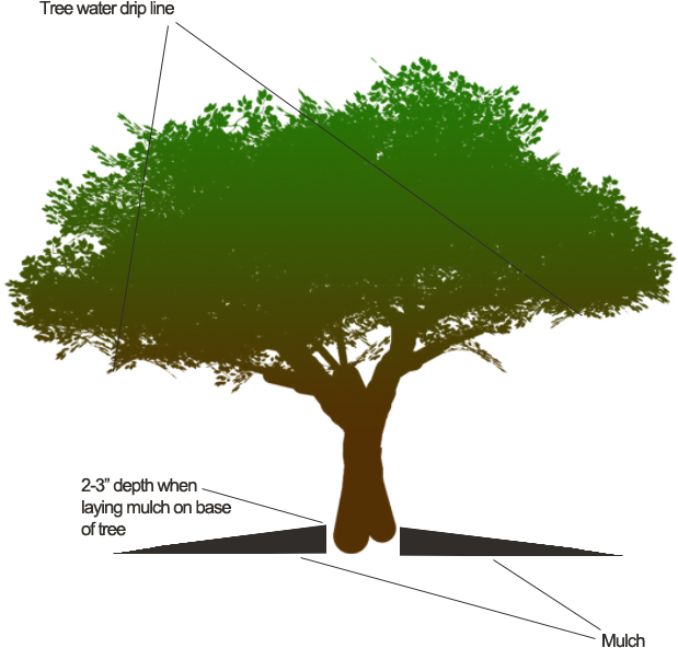 How Should I Apply Mulch To Tree Base - Get Out Of My Life Status (650x650)