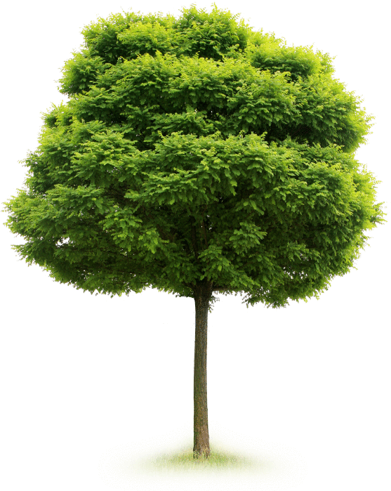 A Single Tree Produces Approximately 260lbs Of Oxygen - Tree Isolated (629x763)