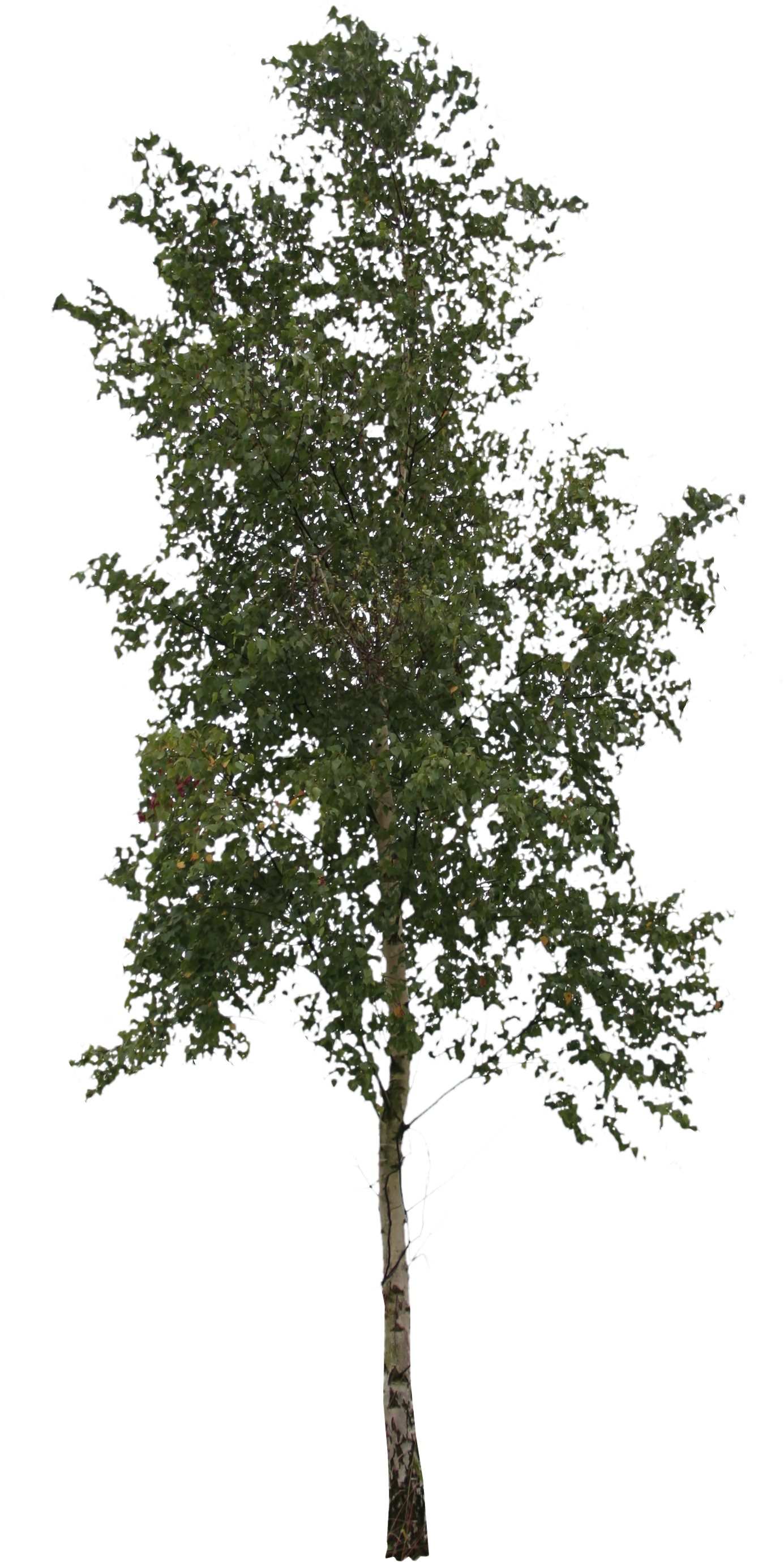 2d Trees - 2d Trees (1478x2887)