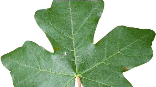 Ejercicios Gimp - Arce Hoja (530x278)