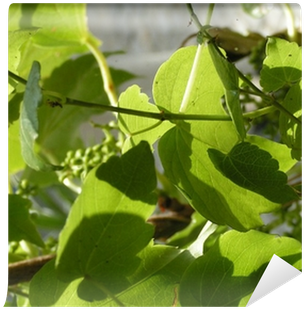 Canoe Birch (400x400)