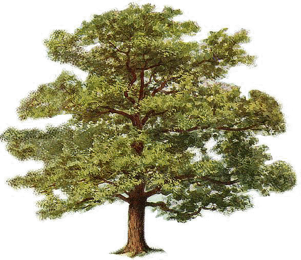 Contact Us - Oak Tree Clip Art (587x507)