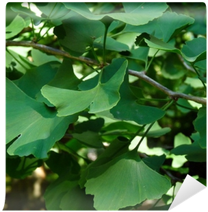 Tulip Poplar (400x400)