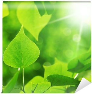 Morning Sunlight And Green Foliage - Maidenhair Tree (400x400)