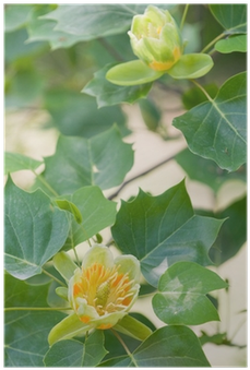 Plakat Tulipifera Liriodendron - Poster (400x400)