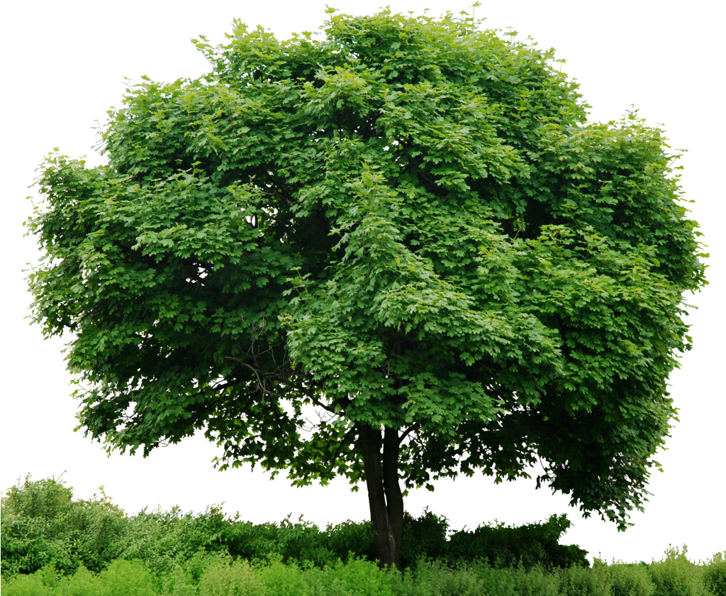 While An Insurance Broker, Scott Mceachern Founded - Trees Png (1023x861)