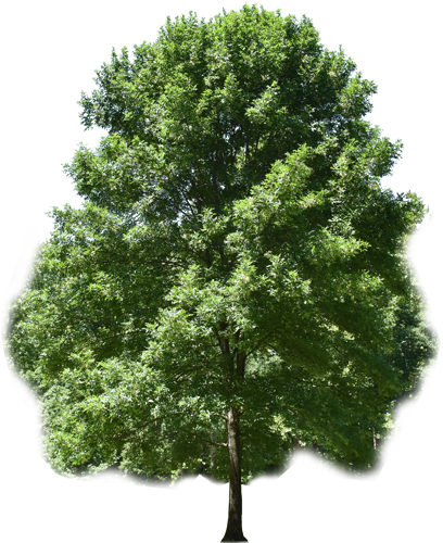 Save Our Ash Trees - 100 Benefits Of Trees (408x500)