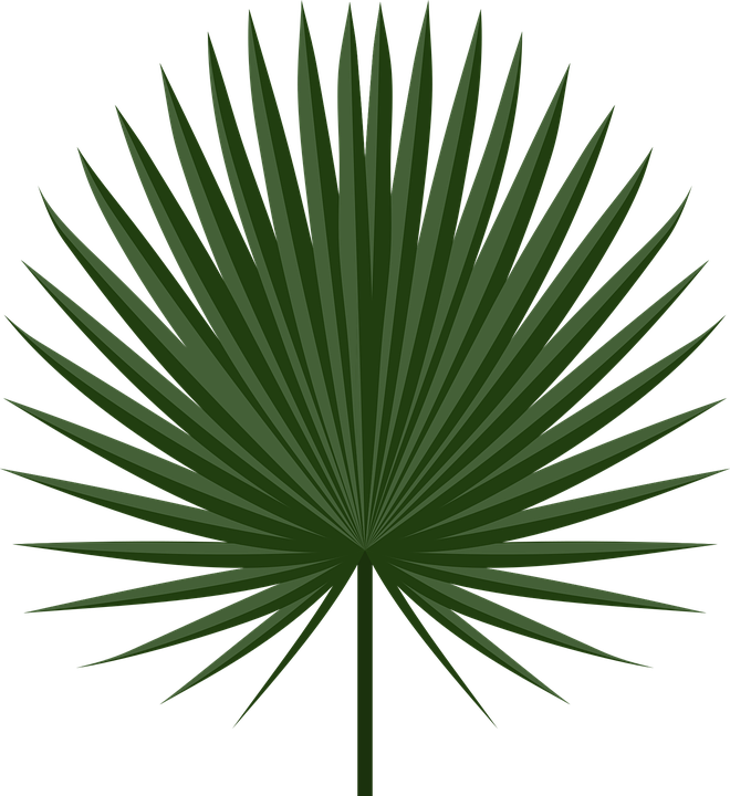 Wallpaper Interesting - Fan Palm Leaf Png (660x720)