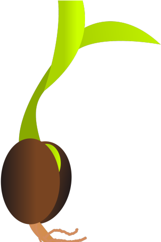 Seed Clipart Germination - Germinação Da Semente (640x480)