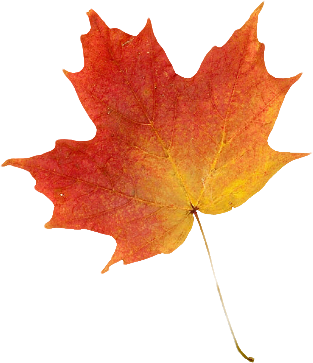 Autumn Leaf Color Clip Art - Autumn Leaves Maple (1028x1192)