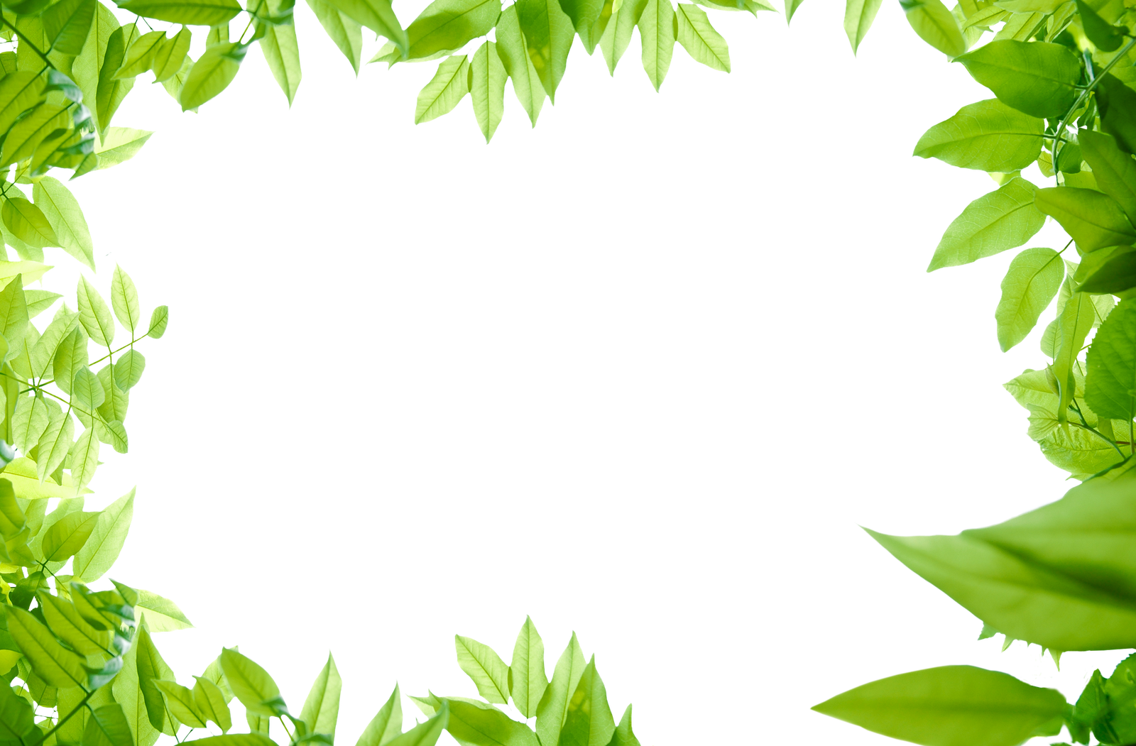 Leaves Png Images Transparent Free - Green Leaf Border Png (1600x1051)