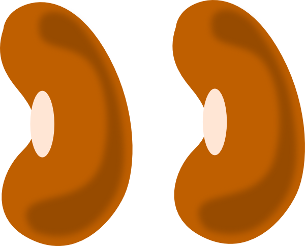 Yellow Bean Clip Art At Clker - Bean Clip Art (600x484)