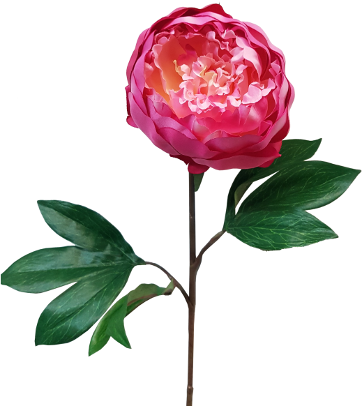 More View - Garden Roses (800x600)