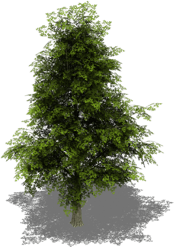 Preview - Tree Iso Png (394x537)