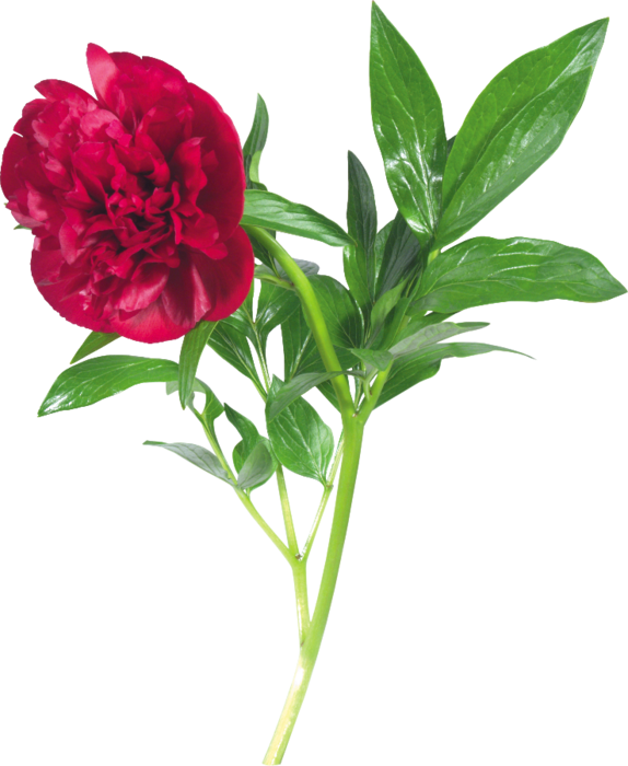 Flower Peony Clip Art - Пионы Png На Прозрачном Фоне (574x700)