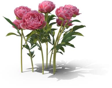 Peony - H03 - 500w-jgt - Garden Roses (500x500)