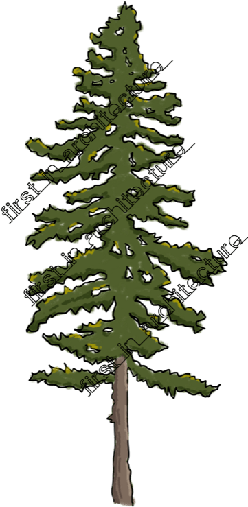 Fia Trees Elevation - American Larch (364x800)