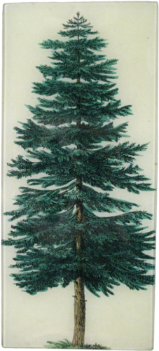 Evergreen Tree Evergreen Tree - Vintage Evergreen Tree (500x500)