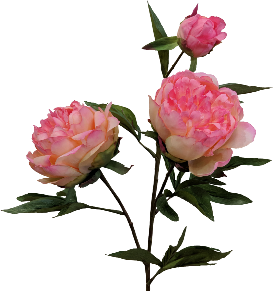 74cm Peony Spray By - Floribunda (800x600)