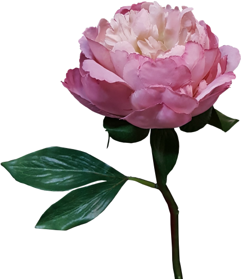 More View - Garden Roses (800x600)